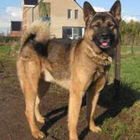 Hondenfoto van Shamilla & Zena