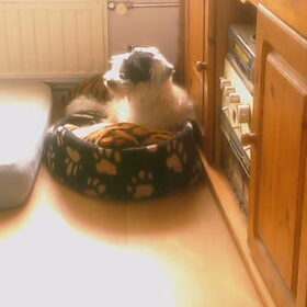 Lieve Donja