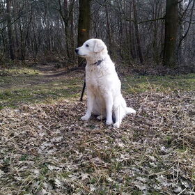 Déru in de bos.