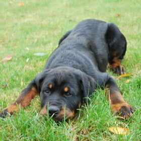 diesel - mooiste foto's (2)