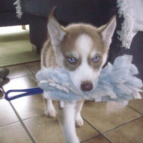 Kleine Lex