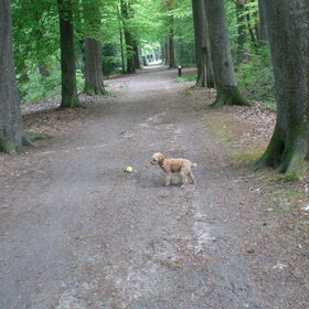 De bal mee in het bos. Maar ja ik ruik nu zoveel.
