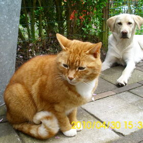 Onze kat..we hebben er 2! Noa vind ze wel ok...voor even dan…