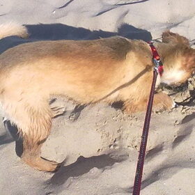 16-05-2010 Luna's eerste keer op het strand, dat zand is leuk!!!