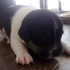 Onze Pita is hier twee weken en 4 dagen oud.