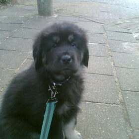 Kleine Yunnan....schattig he?!
