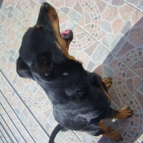 ...en de beauceron....