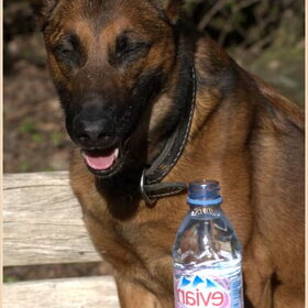 Hondenfoto van De Mecheltjes clan
