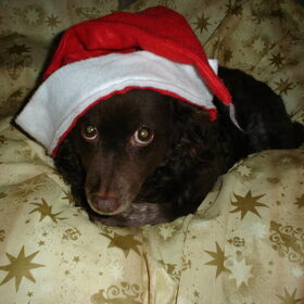 dit is onze hond mollie. zij is een mengelmoesje. je zou zeggen…