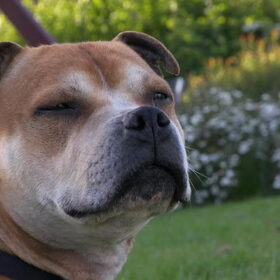 Tyson (rip) genieten van de zon en het uitzicht..