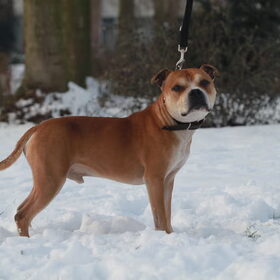 Tyson (2)