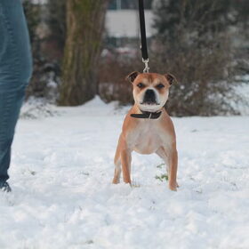 Tyson (3)