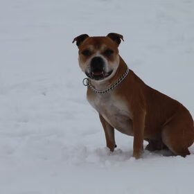 Tyson (5)