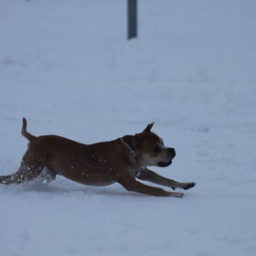 Tyson (6)