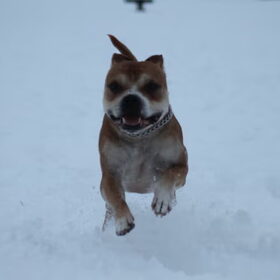 Tyson (8)