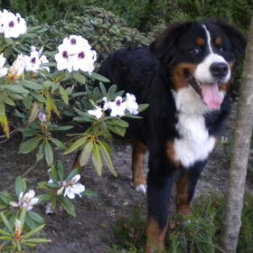 Ik wil ook tussen de mooie bloemen staan ...