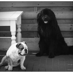 Hondenfoto van .....