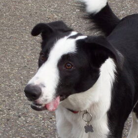 Onze chicco !
