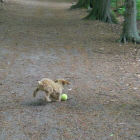 in het bos wandelen met de bal