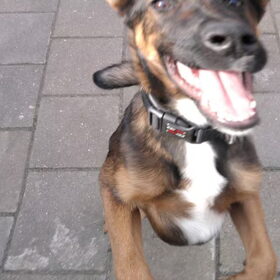 Hondenfoto van Tessa&Rexy