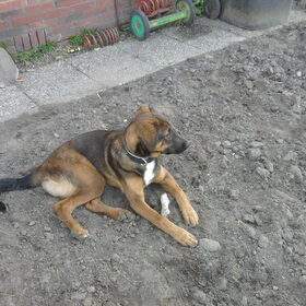 Hondenfoto van Tessa&Rexy