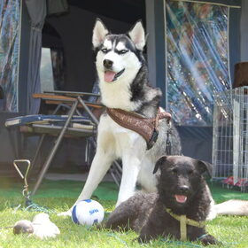 Sky en Diesel (2)