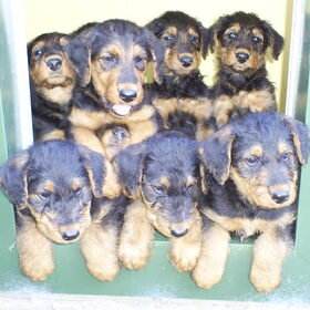 Alle puppies willen graag in de picture staan, zoals je kunt…
