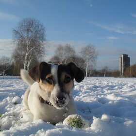 Geweldig die sneeuw. Hij kon er geen genoeg van krijgen.