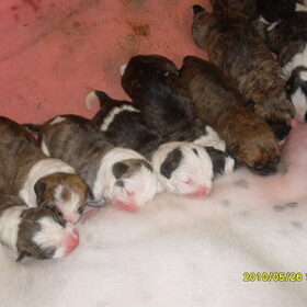Puppy's van Bensi (1)