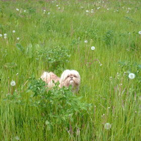 Hondenfoto van liesbeth,Turbo,Luna, Levi en Faith