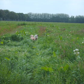 Hondenfoto van liesbeth,Turbo,Luna, Levi en Faith