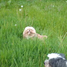 Hondenfoto van liesbeth,Turbo,Luna, Levi en Faith