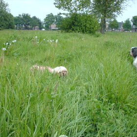 Hondenfoto van liesbeth,Turbo,Luna, Levi en Faith