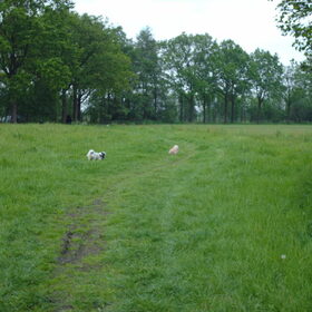 Hondenfoto van liesbeth,Turbo,Luna, Levi en Faith