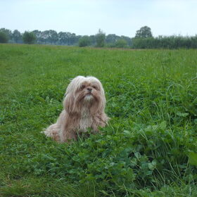 Hondenfoto van liesbeth,Turbo,Luna, Levi en Faith