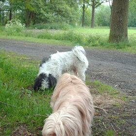 Hondenfoto van liesbeth,Turbo,Luna, Levi en Faith