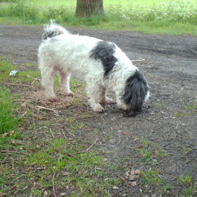 Hondenfoto van liesbeth,Turbo,Luna, Levi en Faith