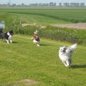 Shelties on the run!!! :-D