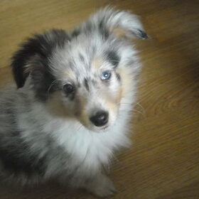 Onze blue merle sheltie Lizzie