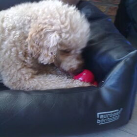 zzoef met de kong... wat een feest!!