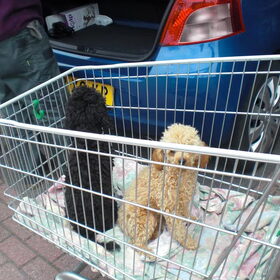 ja en zo gaan wij mee de winkel in. vrouwtje vraagt wel eerst…