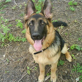 Toen asha 5/6 maanden was ^^! Schatje.