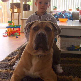 Hondenfoto van nicole & rocky , Bickel en max