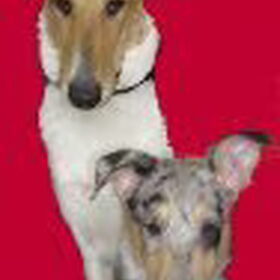 Sandy 8M & Blue 11Weken