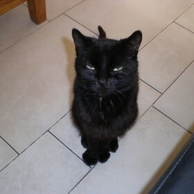 Indy, is dan wel geen hond maar een lieve zwarte kater die ook…