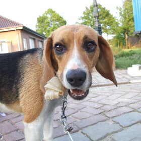Hondenfoto van Corrina  & Bailey