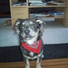 Diego met zijn nieuwe halsband