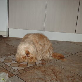 Hondenfoto van liesbeth,Turbo,Luna, Levi en Faith