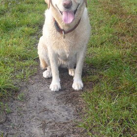 Mijn lieve hond ; Jenna.