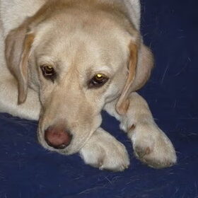 De liefste hond; Jenna.
